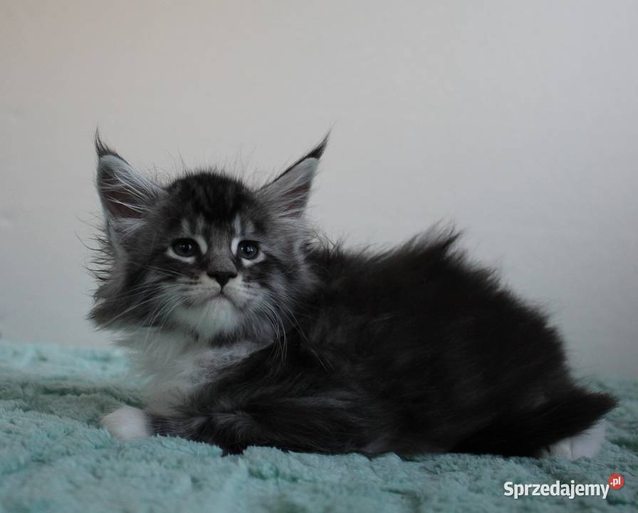 Jedna koteczka i trzy kocurki maine coon