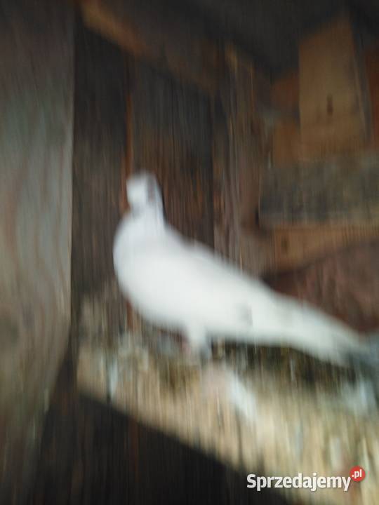 Gołębie motylki i winerki Mniów sprzedam