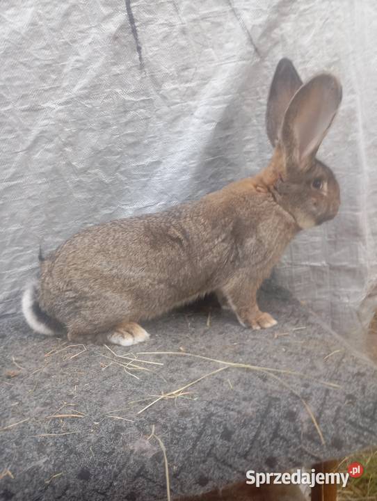 Sprzedam dwa samce olbrzymia belgijskiego