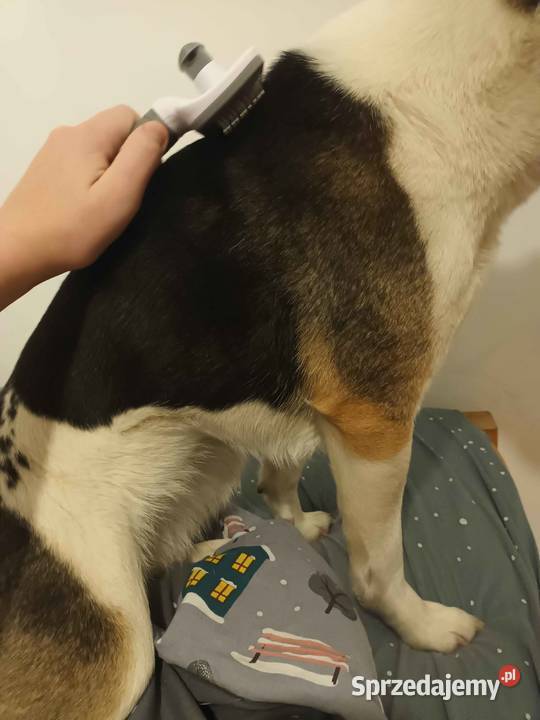 szczotka do czesania psakota Chełmiec