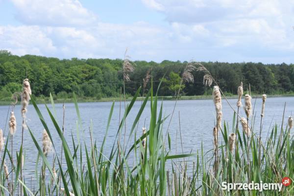 Stawy rybne Fishing Relax Szczecin sprzedam