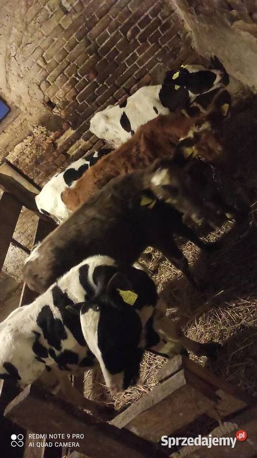 Sprzedam byczki i jałówki zarłaki warmińsko-mazurskie Wawrowice