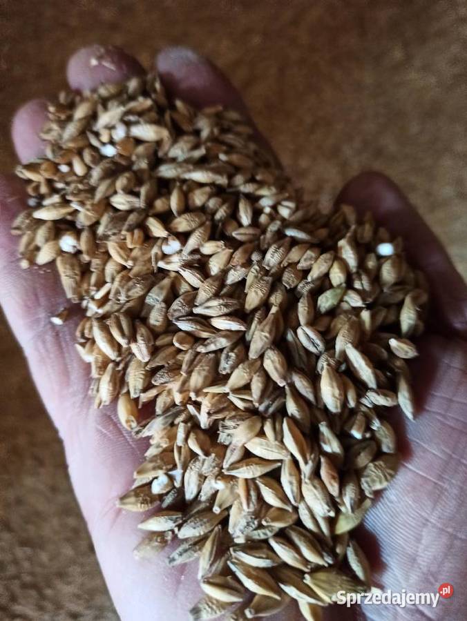 Jęczmień ozimy Piszczac sprzedam