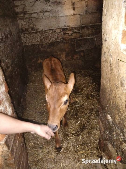 Cieliśa Jersey podkarpackie Różanka