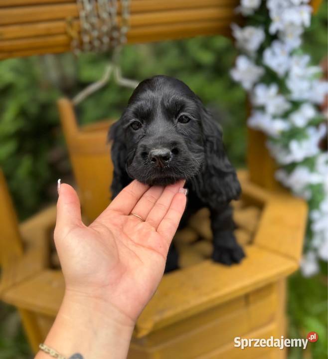 Śliczna czarna sunia Cocker Spaniel Angielski z Zwierzęta Warszawa