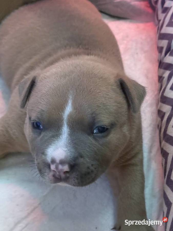 Wyjatkowe American Bully pocketmicro ABKC Show Pozostałe