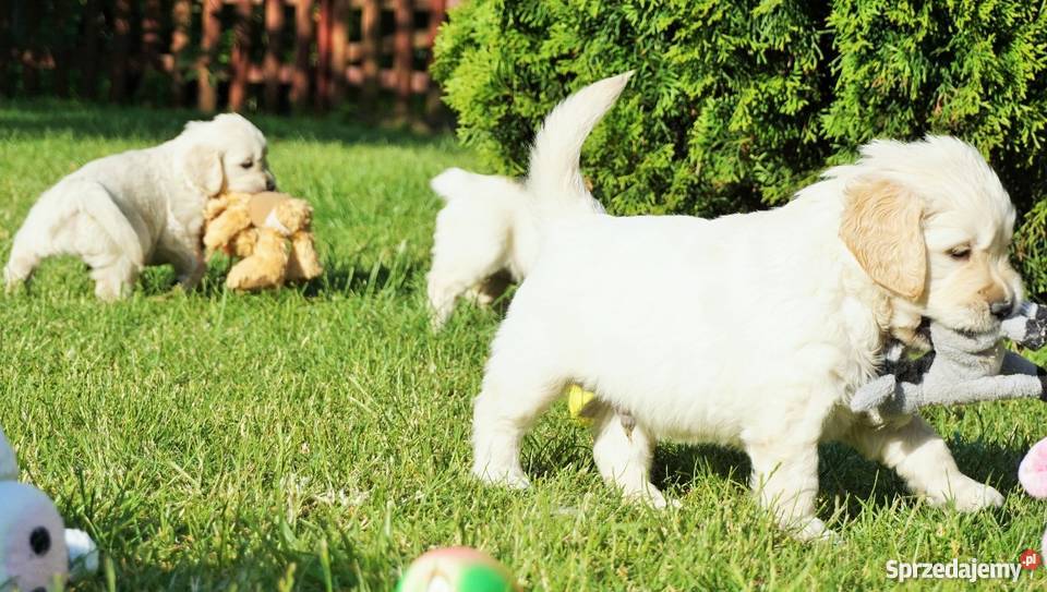 Rodowodowe Golden Retriever goldeny ZKwP FCI Łężki-Parcel