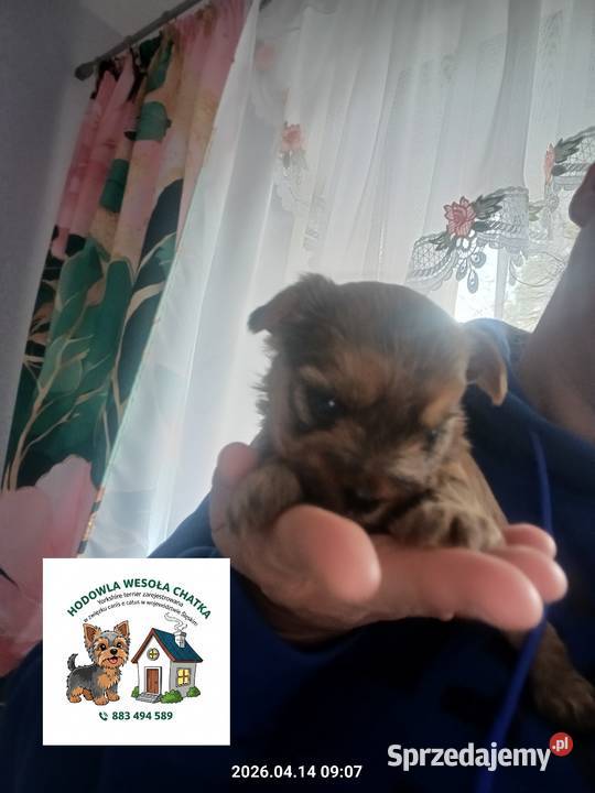 Yorkshire terrier Mochała