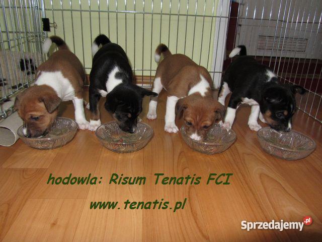 basenji szczenięta Psy Gdańsk