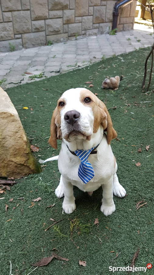 Samiec Beagle FCI bicolor Nowy Sącz