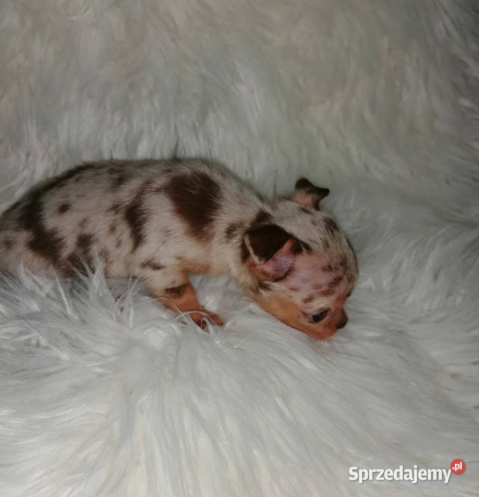 Suczka Chihuahua choco merle tan Wrocław