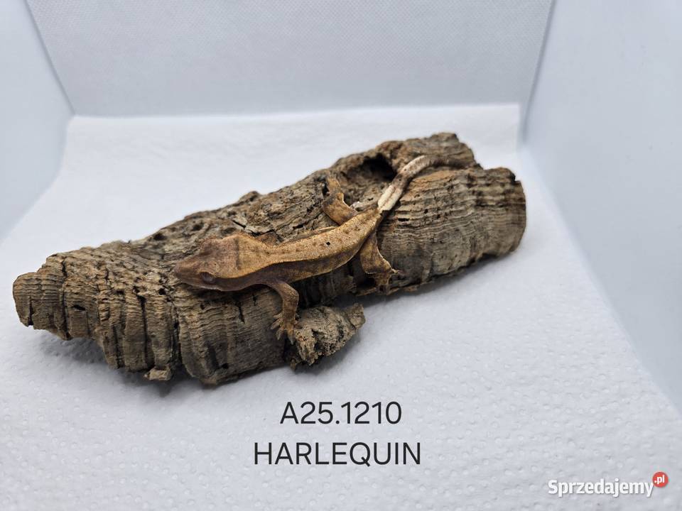 Gekony orzęsione Zawiercie