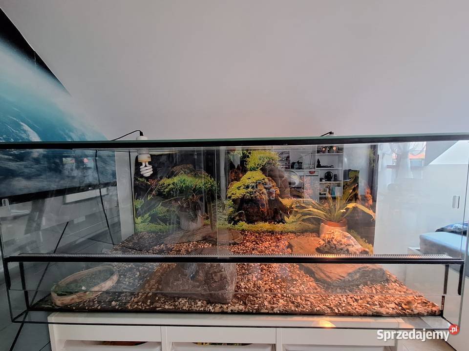 Sprzedam żółwia lamparciego terrarium Lubochnia sprzedam