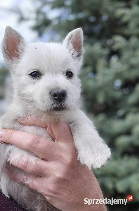 West highland white terrier westi zkwp FCI