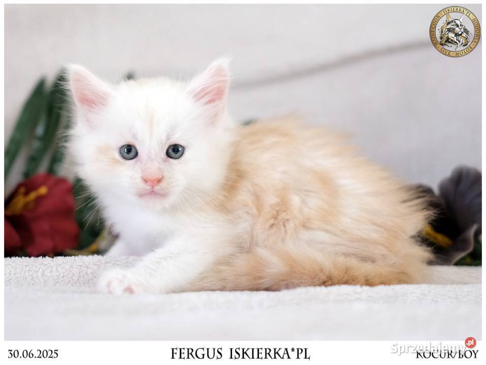 Kremowy srebrzysty kocurek maine coon Warszawa