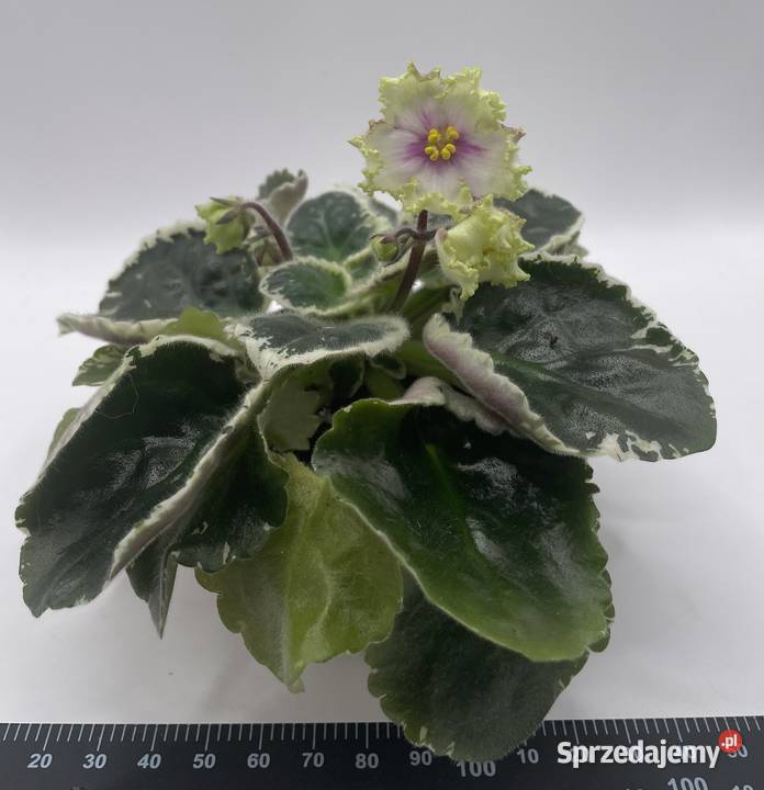 Fiołek afrykański kwitnąca sadzonka Jędrzejów