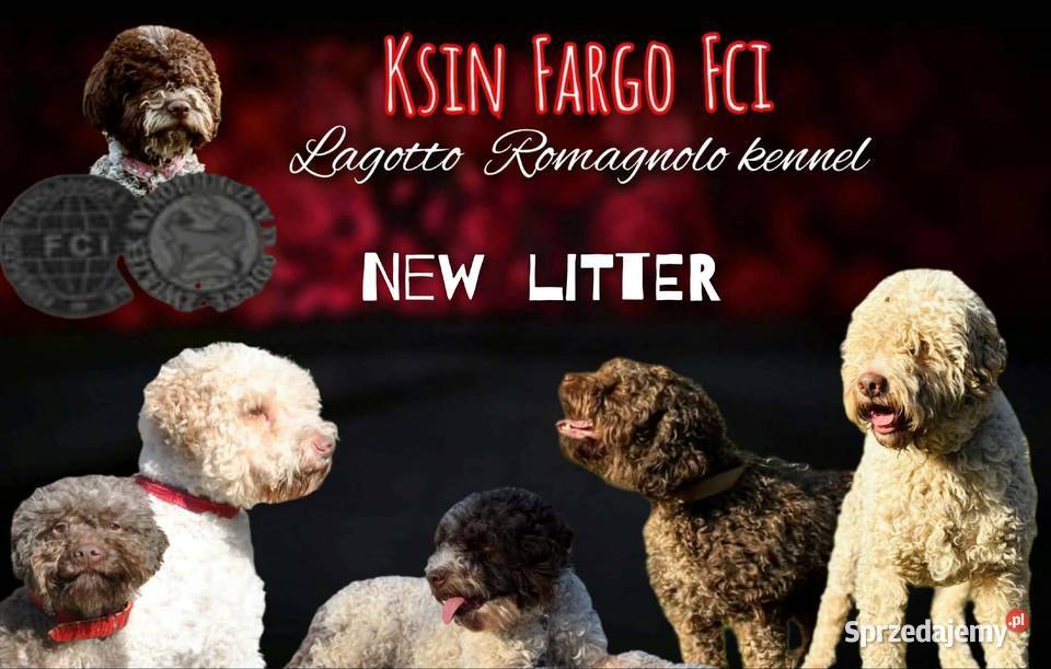 Lagotto Romagnolo sprzedam