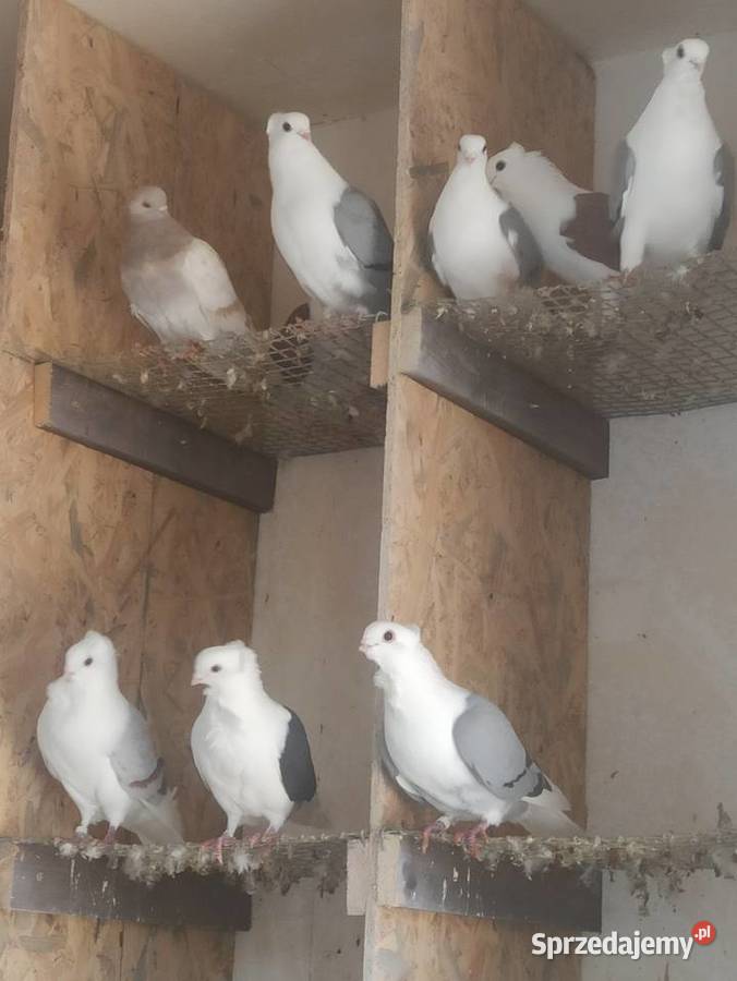 Gołębie mewki samce i samice Krupe