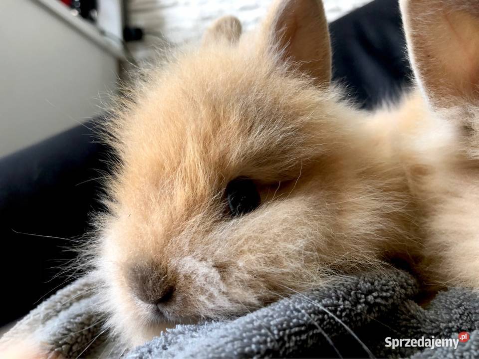 Królik miniaturka króliki miniaturki teddy i Glinik Dolny sprzedam