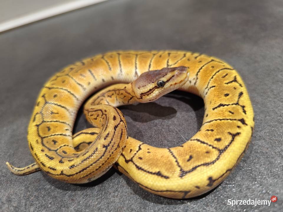 Samiczka młoda pyton królewski Pruszków