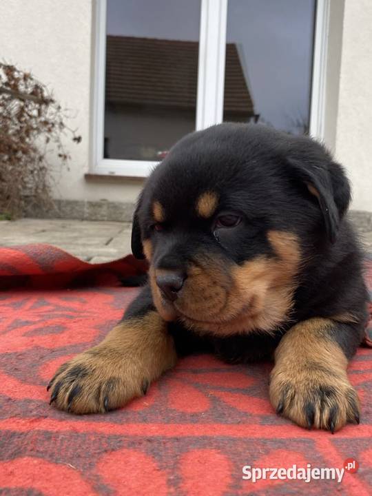 Sprzedam pięknego pieska rasy Rottweiler Ostrów Wielkopolski