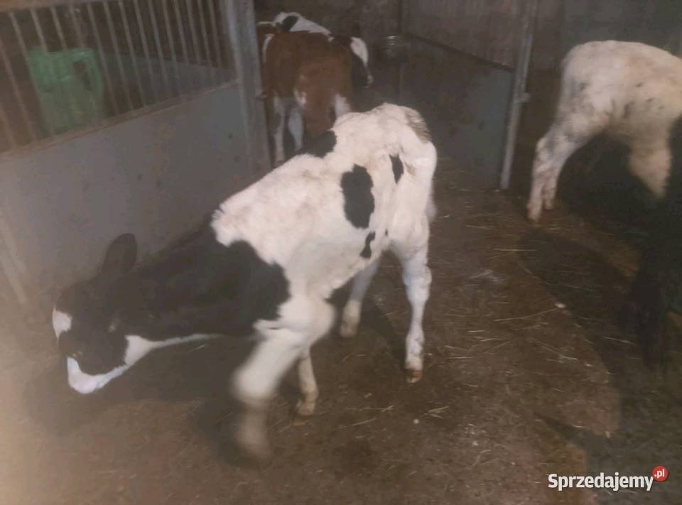 Byczki do dalszego chowu Mzurowa