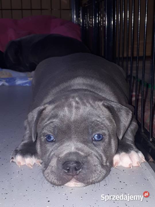 Amstaff Reproduktor Dęblin