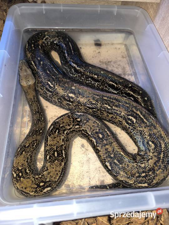 Boa cesarski samica Gady i płazy Zwierzęta Lubliniec