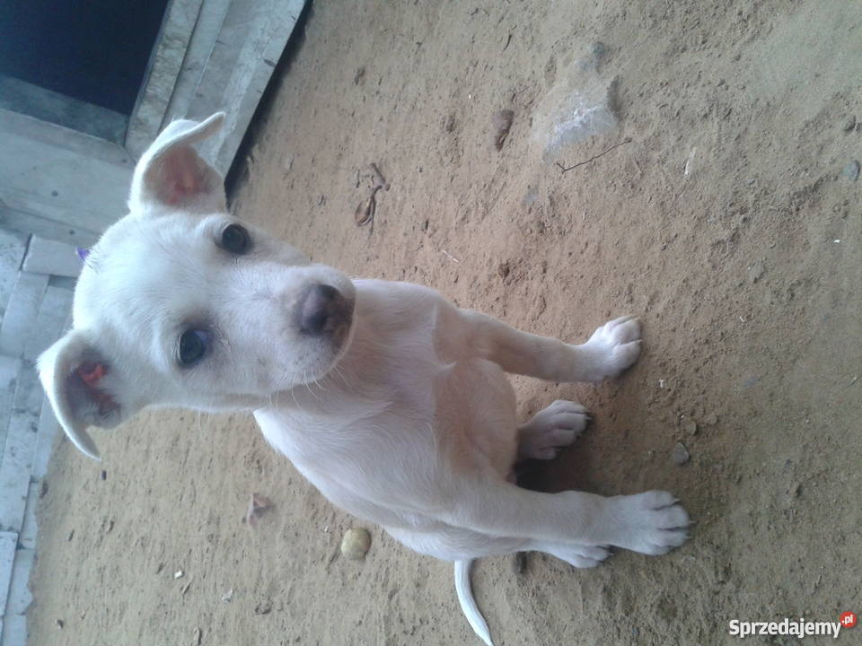 Suczki12 tygodniowe kundelki Nowy Dwór Mazowiecki sprzedam