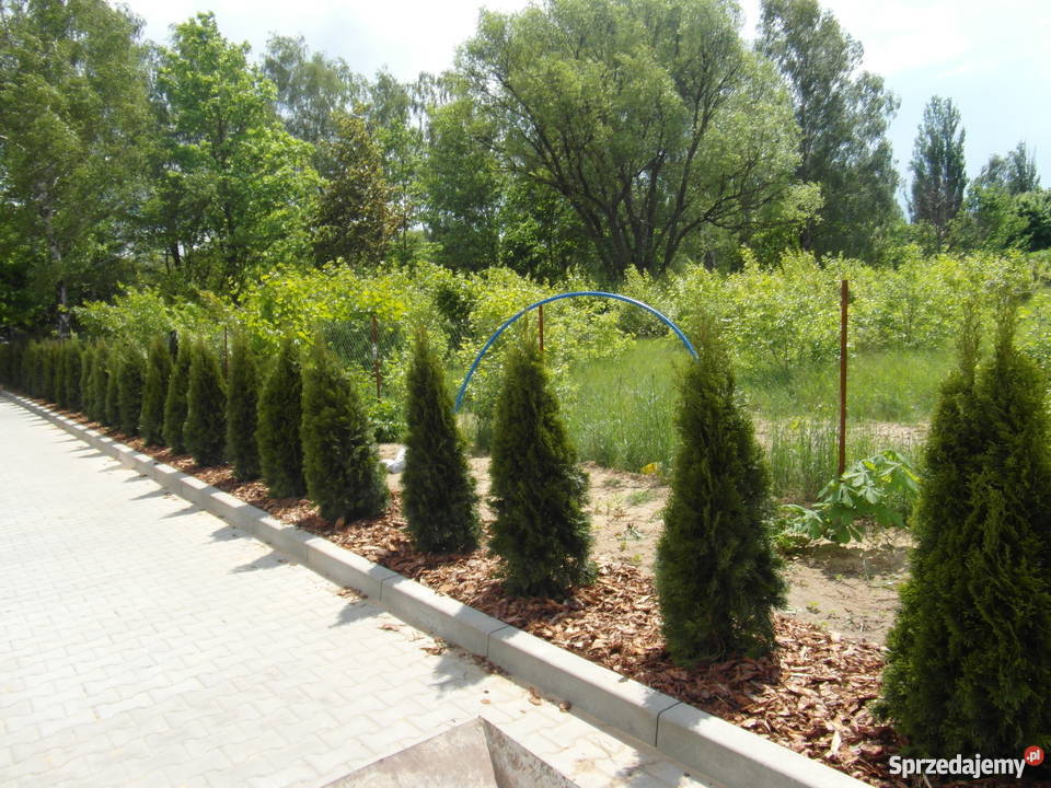 Thuja Smaragd 7080 PRODUCENT Rydzyny sprzedam
