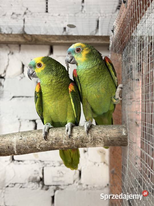 Amazonki Niebieskoczelne łódzkie Łódź