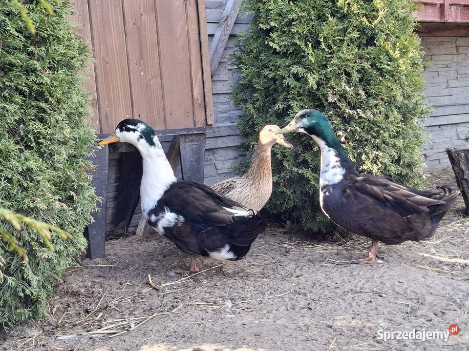 Kaczor biegusa dworki Giełda zwierząt Łochów