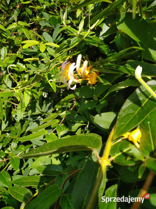 Wiciokrzew żółty x2 sztuki świetny Przemyśl