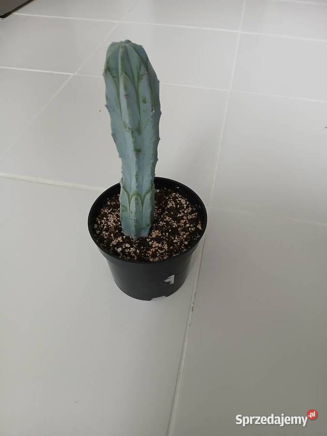 Myrtillocactus geometrizans niebieski kaktus śląskie Częstochowa