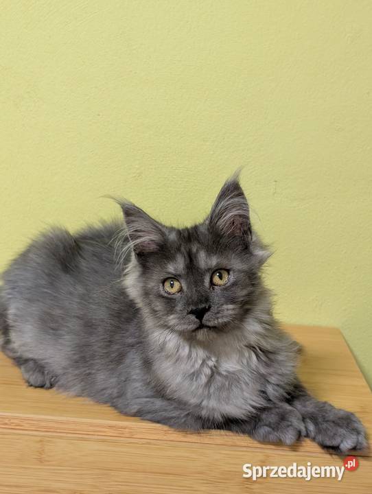 Euforia czarna dymna kotka Maine Coon Tica Pszczyna