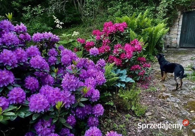 Sprzedam Dom w przepięknej w malowniczej Okolicy 300m2 Lubomierz
