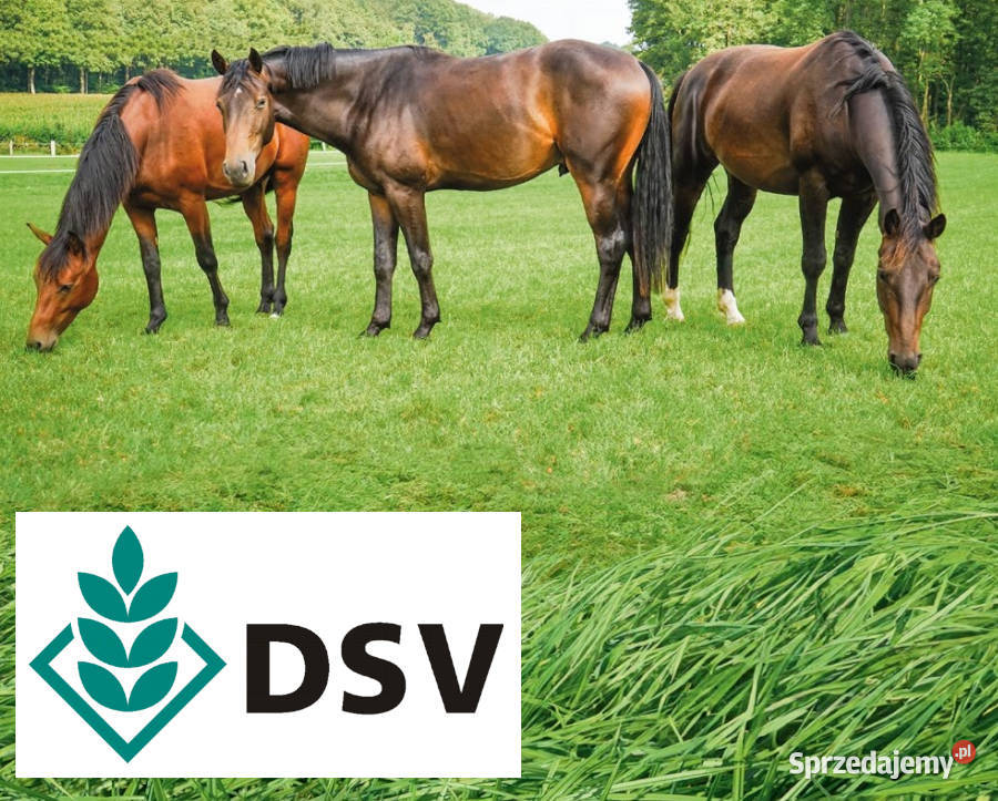 Mieszanki traw DSV Country Horse na pastwiska Pleszew