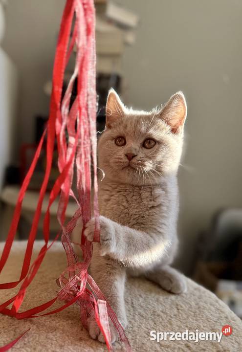 brytyjski kocurek o rzadkim kolorze futerka Brytyjski Inowrocław