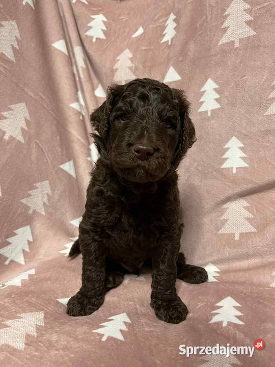 Brązowy Samiec Aussiedoodle Czarnków