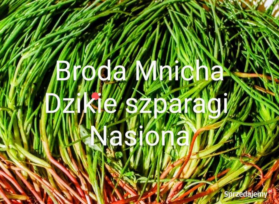Sałata główkowa liściowa odrasta odrasta ścięciu Kraków