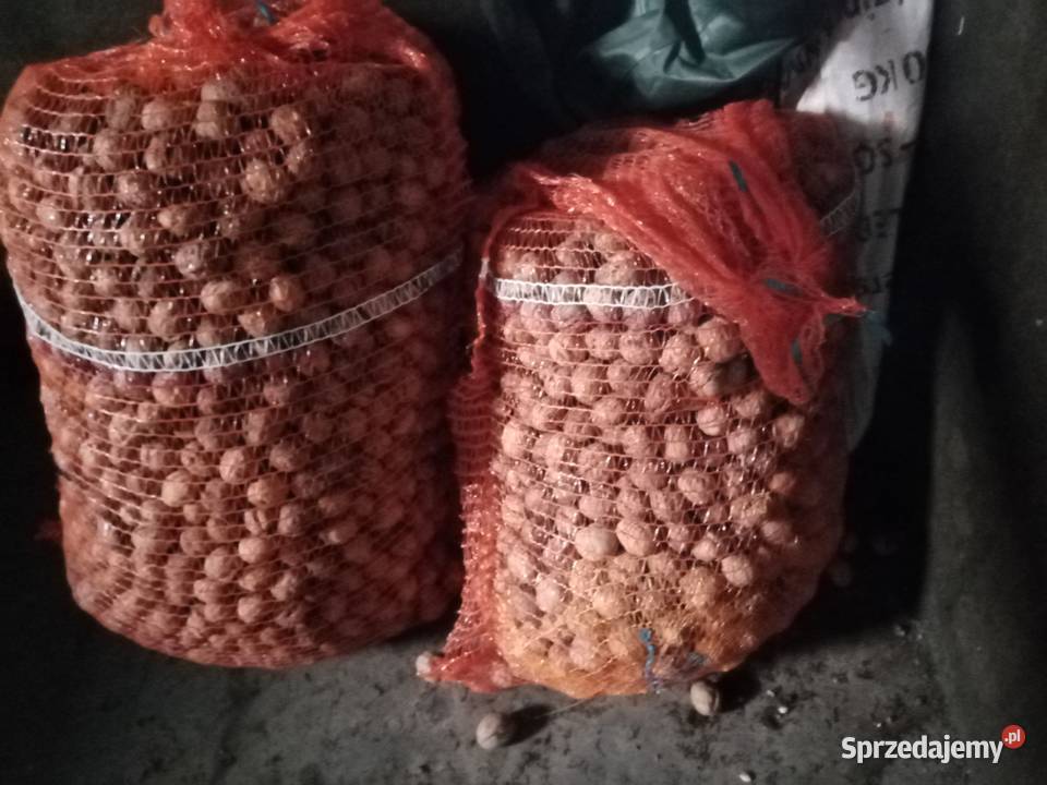 Orzechy włoskie suche Leśne Chałupy