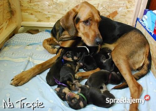 ogar polski szczenietarodowodowe Warszawa