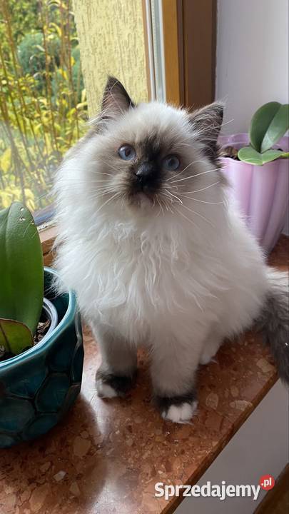 Kocurek ragdoll prawdziwy międzynarodowy rodowód śląskie Katowice sprzedam