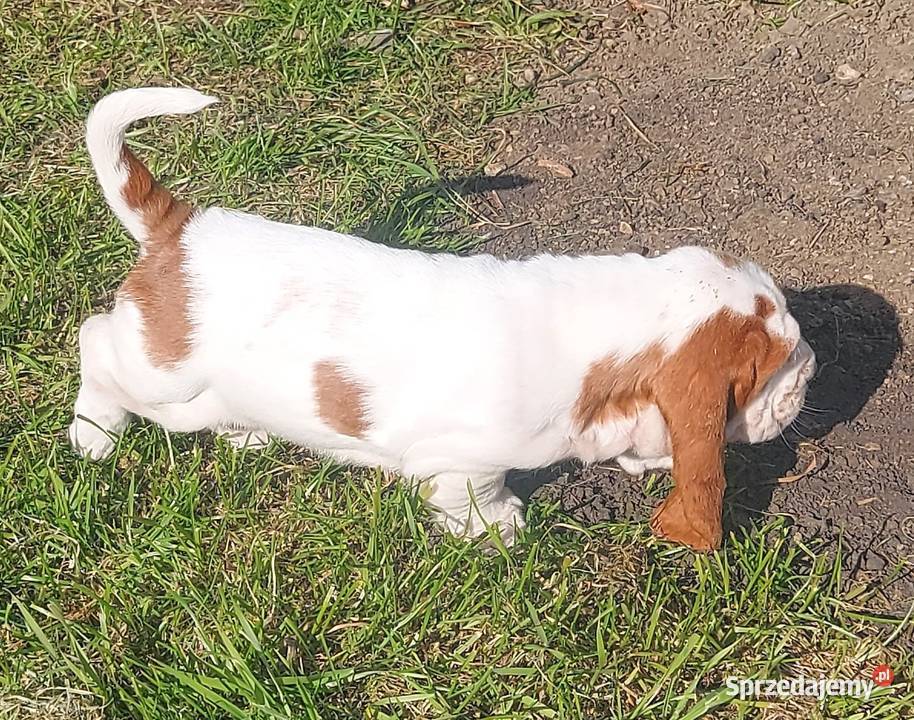 Basset hound szczenięta z renomowanej hodowli Batorowo