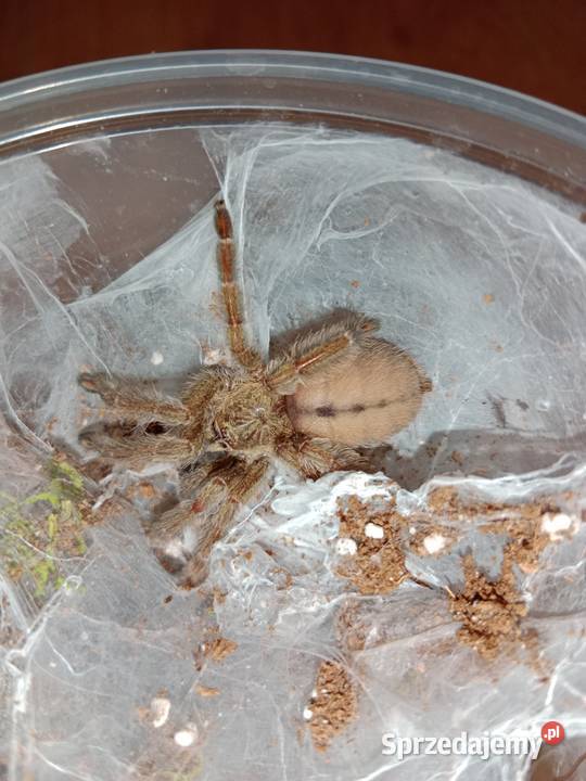 Ptasznik psalmopoeus cambridgei około 2 dc Brodnica