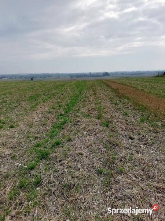 Działka inwestycyjna 65ha ruchliwej drodze Nowe Chojno sprzedam