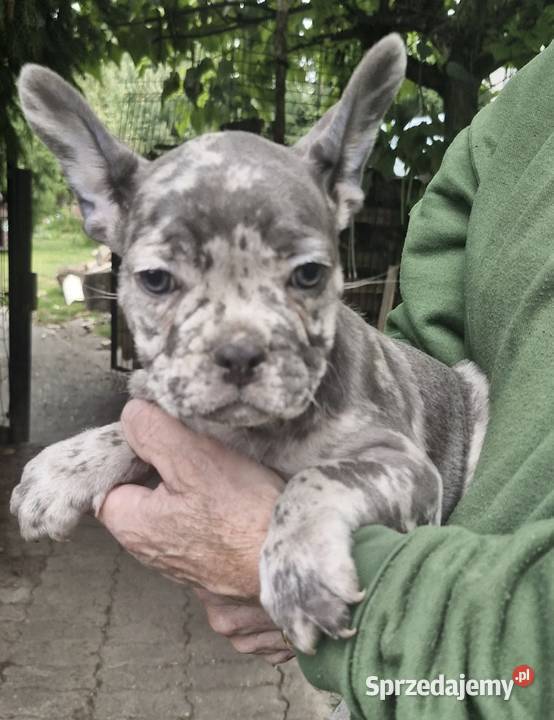Buldog francuski blue merle Psy Warszawa