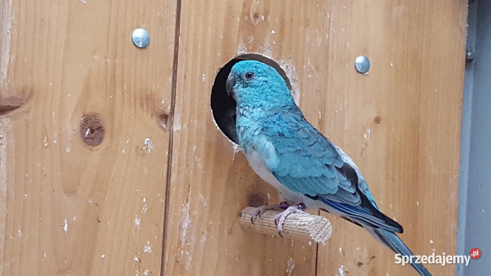 Świergotka Opal Oranż Samiec Pszczew sprzedam