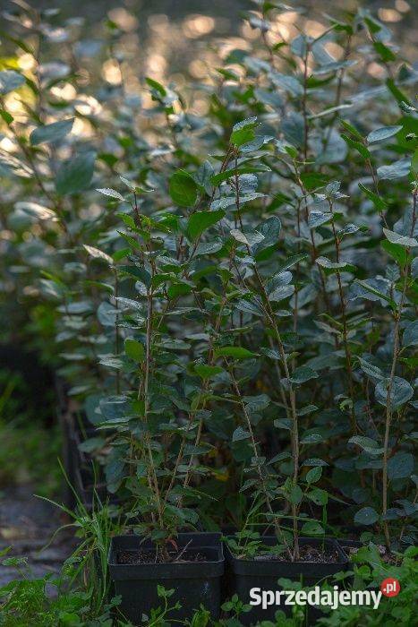 Irga błyszcząca Cotoneaster lucidus na żywopłot