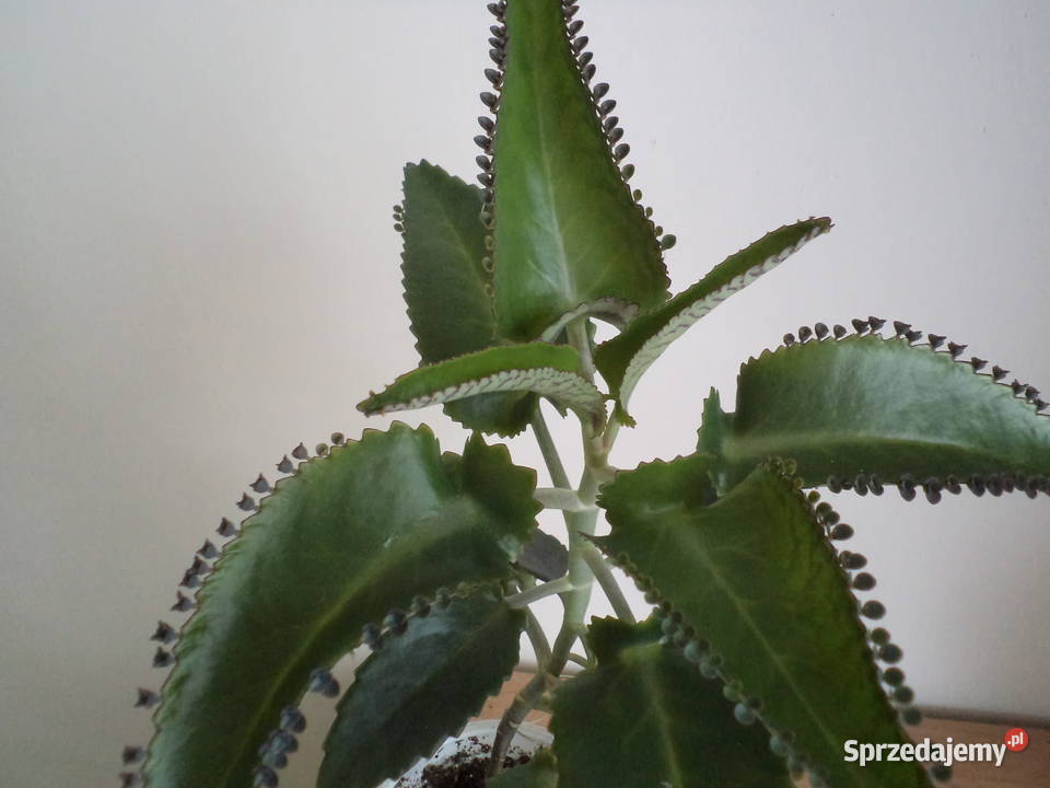 żyworódka kwiat doniczkowy Pozostałe sprzedam